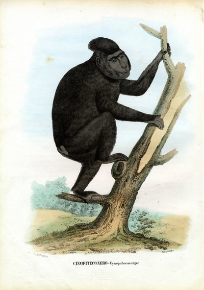 Celebes Ape, 1863-79 by Raimundo Petraroja